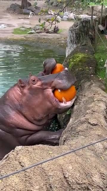 Hungry Hippos Enjoy Pumpkin Treats
