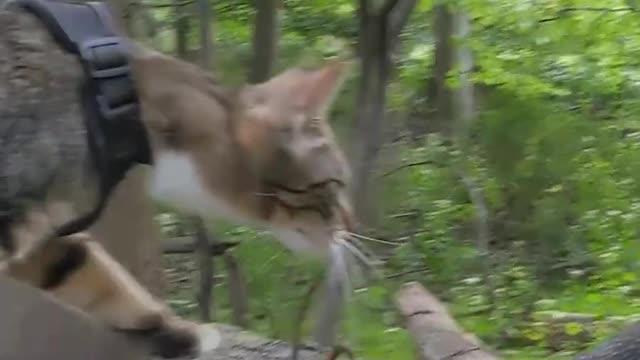 Dad Who Didn't Like Cats Falls In Love With His Daughter's Kitten