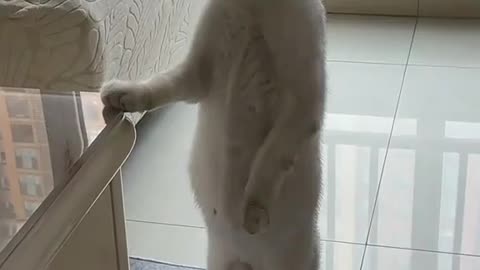 Fanny cat 🐱
