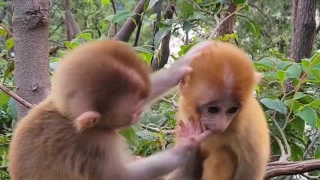 Cute two baby monkeys on the tree