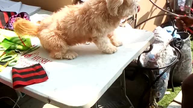 Jealous Dog (Soul)
