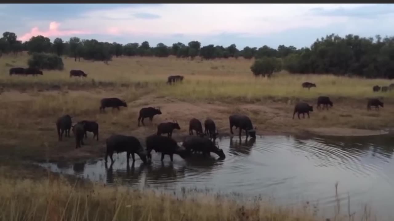 Crocodile attack Buffalo