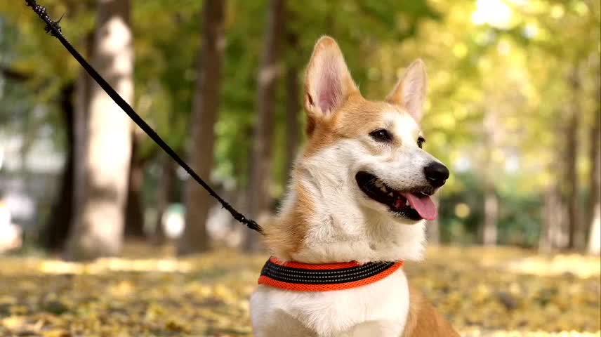 Lexi is a very smart pet, never afraid of the camera