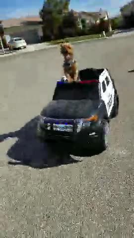 Little Pup Cruises Around In Miniature Police Car