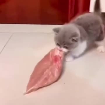 little cat vs dog😂🥩