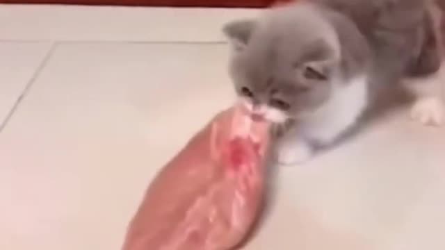 little cat vs dog😂🥩
