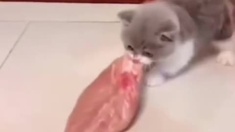 little cat vs dog😂🥩