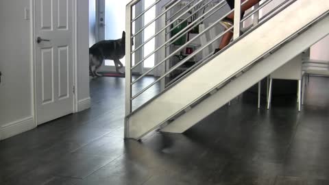 Teaching dogs to guard people and object