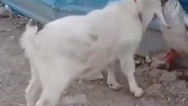 So funny cute ❤ dogs 🐶 and cats 🐱 part 4