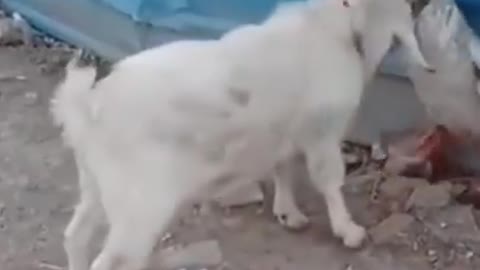 So funny cute ❤ dogs 🐶 and cats 🐱 part 4