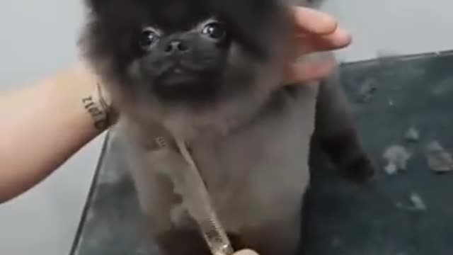 Dog dancing to music when haircut