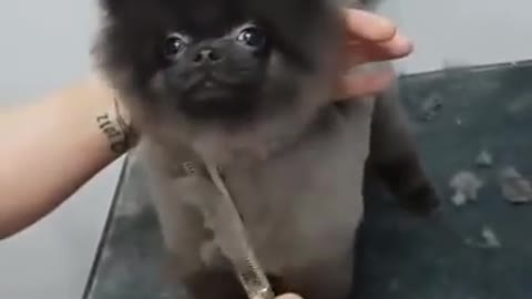 Dog dancing to music when haircut