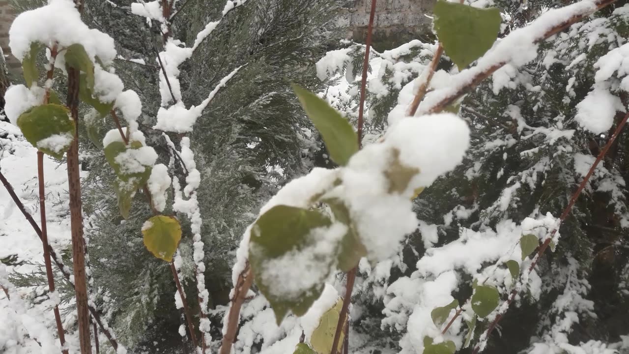 Leaves in the snow