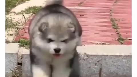 Best Funny Animal Videos 2022 😺 Funny Dog Videos 2022 😁 Funniest Dog Videos 😁😇