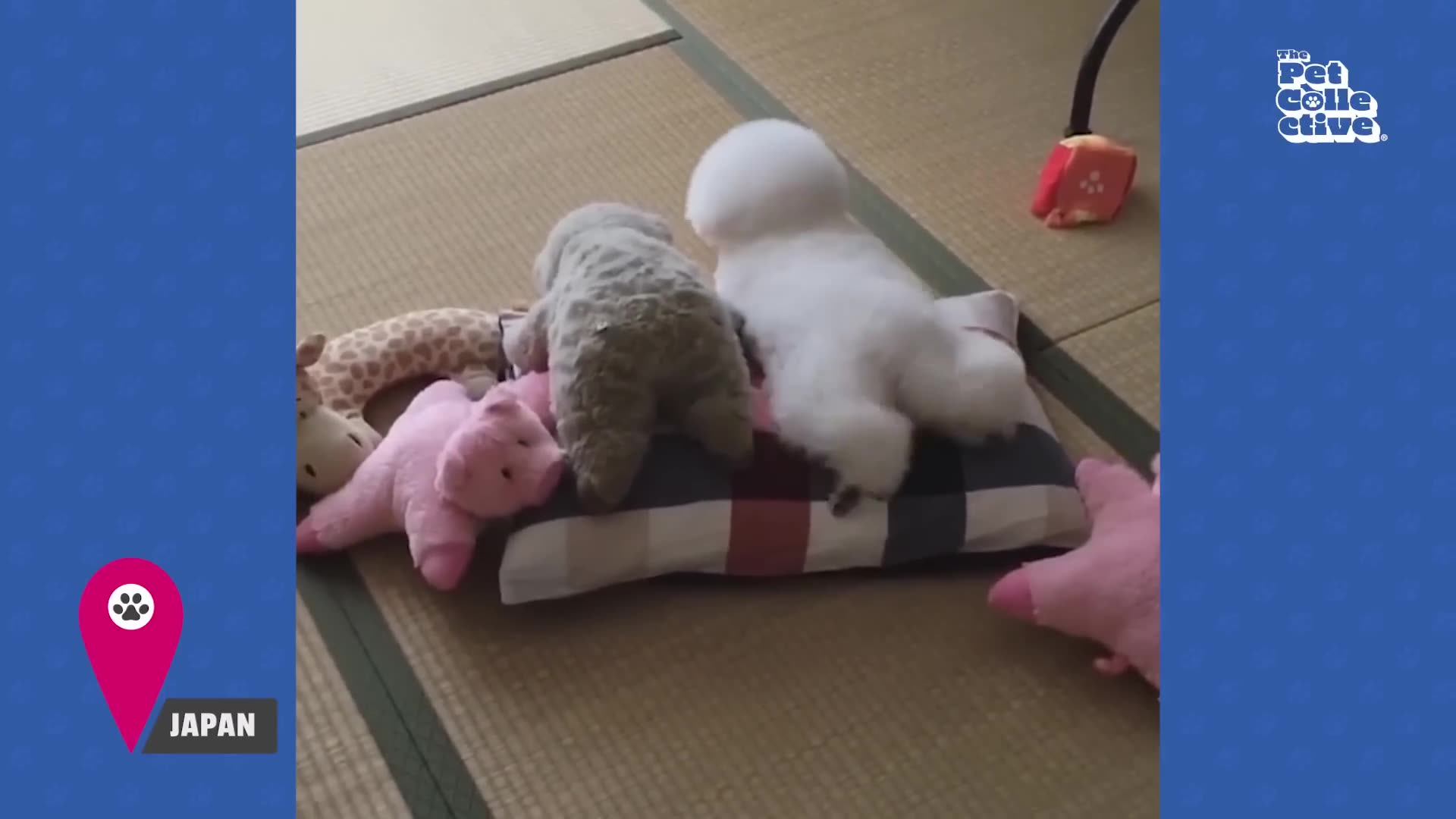 30 Minutes Of The World S Cutest Puppiesрџђ рџ