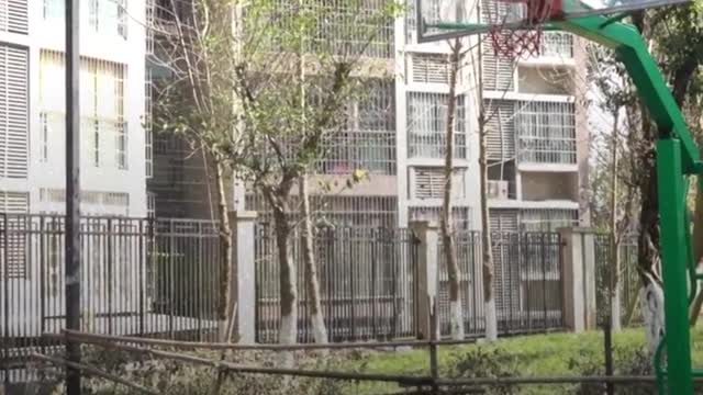 A dog plays basketball