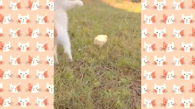 Funny Cat
