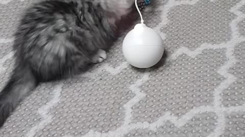 100-day-old Norwegian Forest Baby Cat Toys Part 2