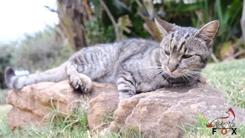 Suara Kucing Berantem Ngajak Kawin