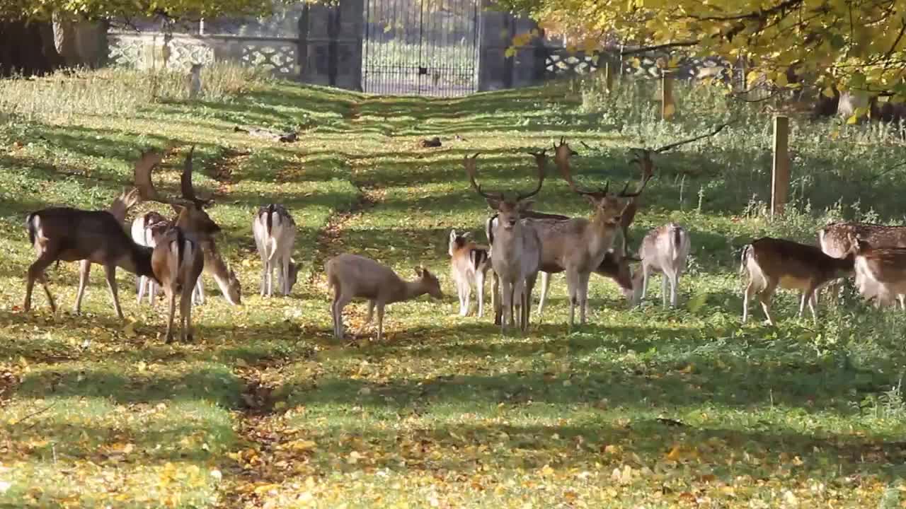 Autumn in the Avenue at Charlecote Park