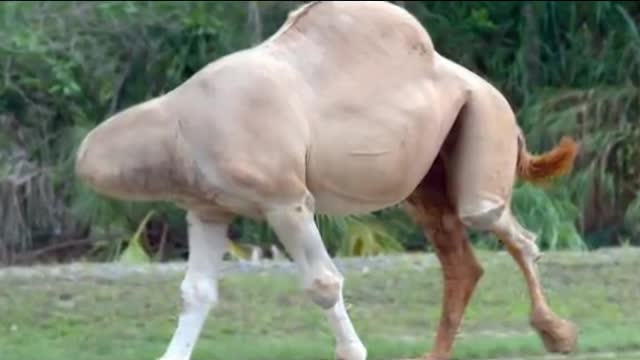 amazing,a headless camel.