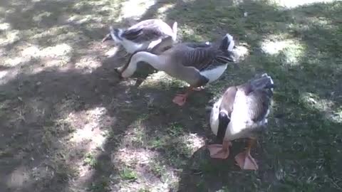 Lindos cisnes relaxam no parque em uma bela tarde [Nature & Animals]