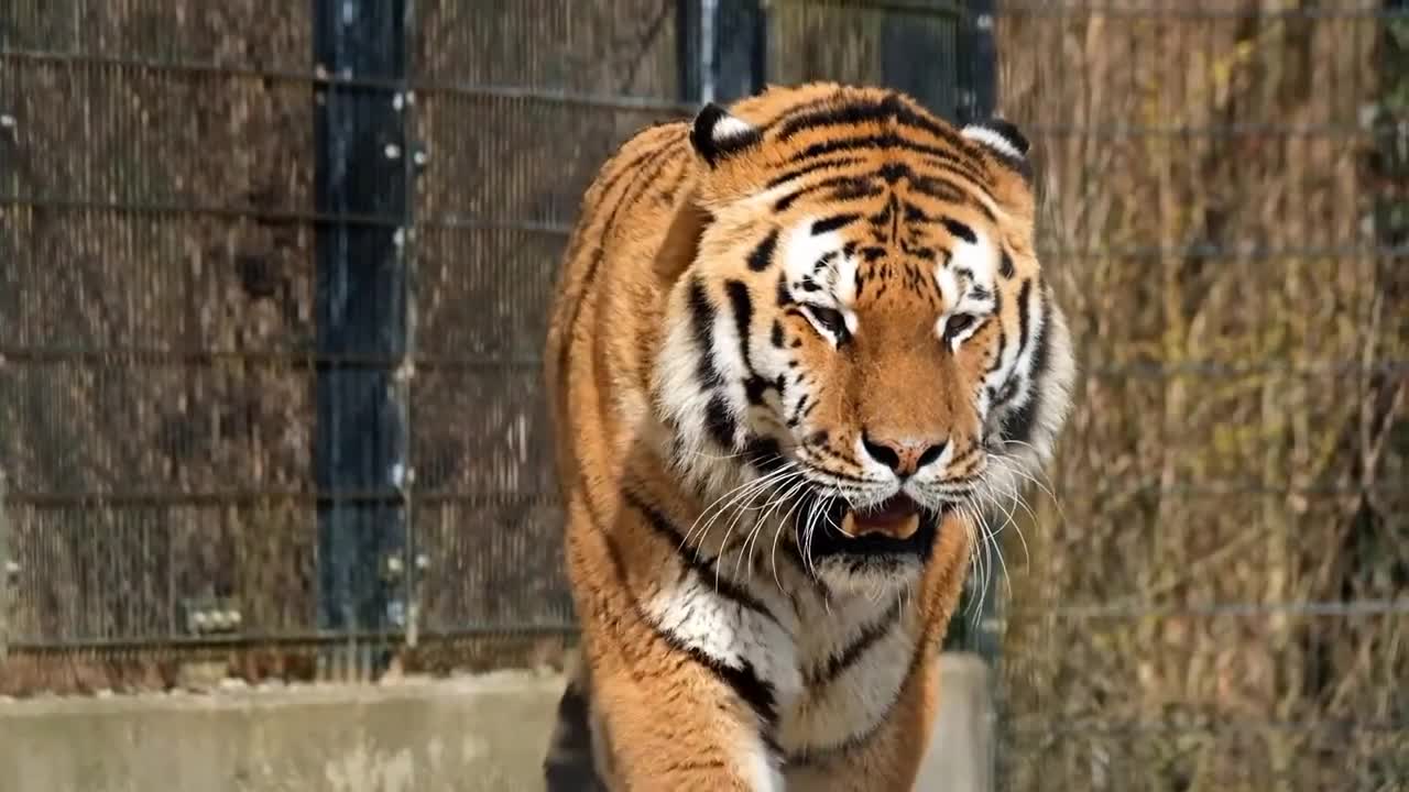 TIGER IS FANTASTIC