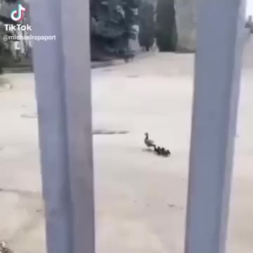 The ducks