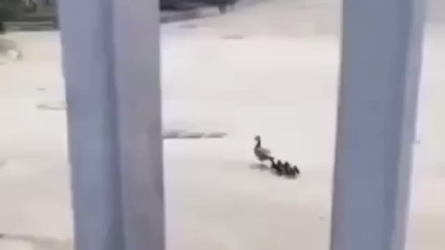 The ducks