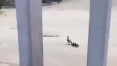 The ducks