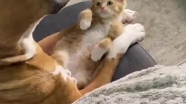 Funny and Cute CAT Videos and dog