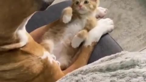 Funny and Cute CAT Videos and dog