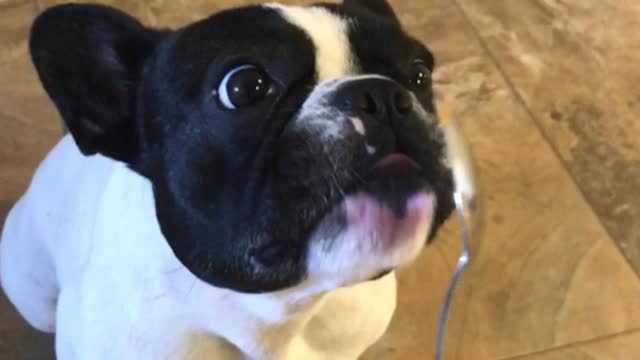 Puppy Loves Peanut Butter Lick! Lick! Lick!