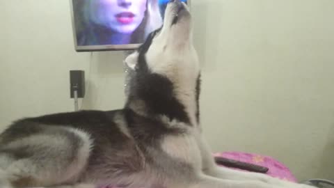 husky sings