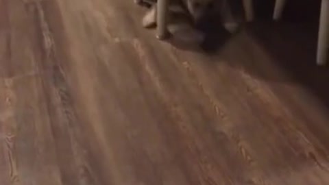 Funniest cats and dogs videos best funny animals video