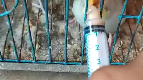 Feeding Baby Budgie at Home