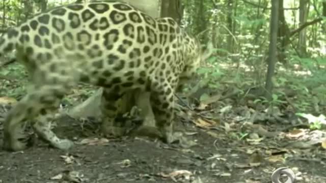 the largest jaguar ever