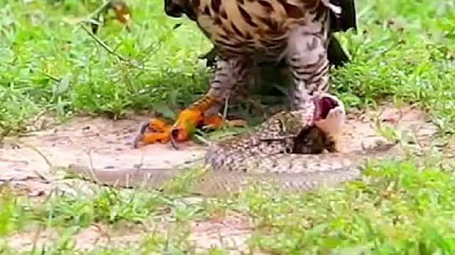 Amazing Battle! The Crested Goshawk With Snake!