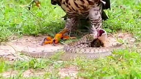 Amazing Battle! The Crested Goshawk With Snake!