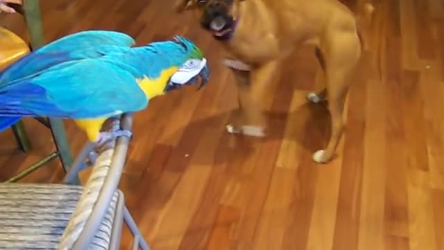 Macaw tells Boxer 'don't bite'!