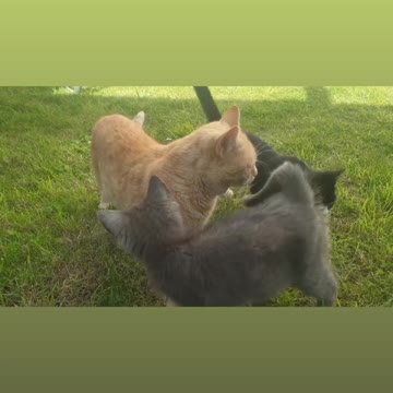 Cat and his brother in the park