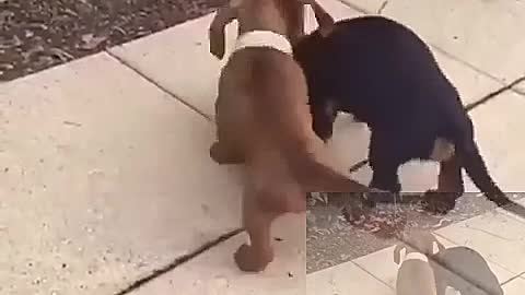 Two dogs fighting