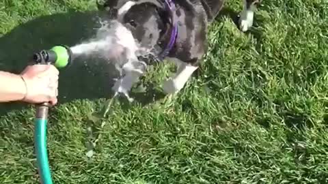 Black dog getting water sprayed on his face and drinking it in slow motion