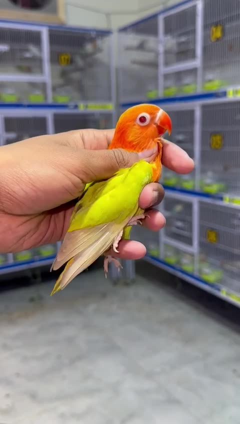 parrot dancing minecraft #Trending #Viral #Famous #USA #Canada #Germany