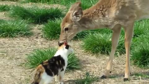 friendship of two animals