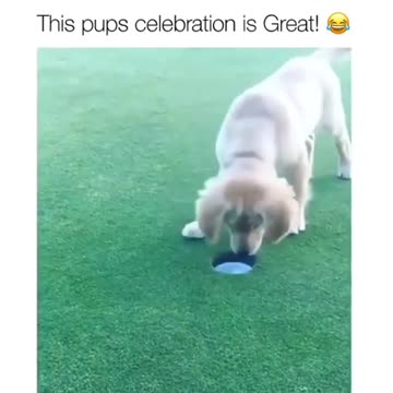 PUP PUP PUPPY GOLF