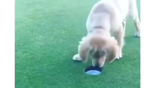 PUP PUP PUPPY GOLF