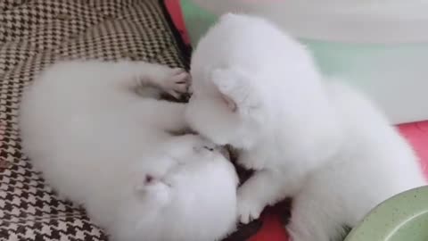 cute cat