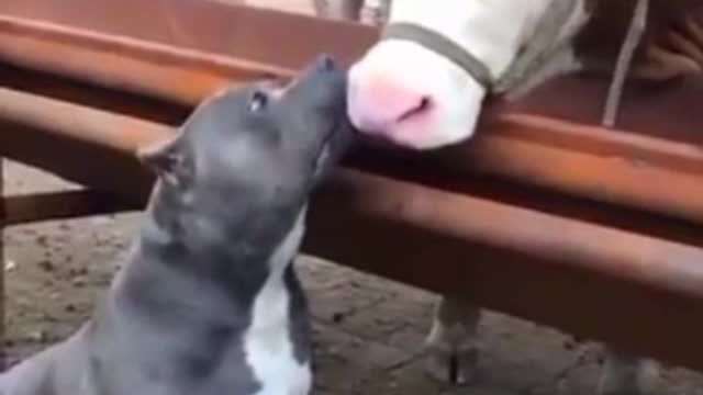 friendship between animals