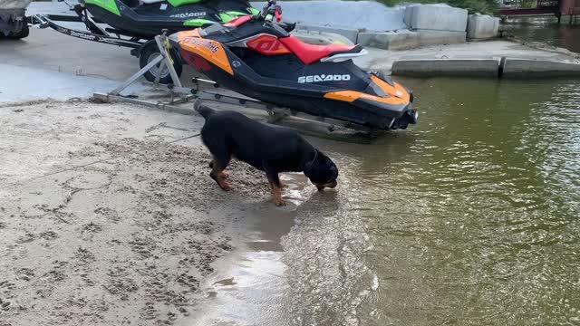 Rottie discovered waves